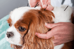 HVH Acupuncture a Maryland Pet Gazette sponsor