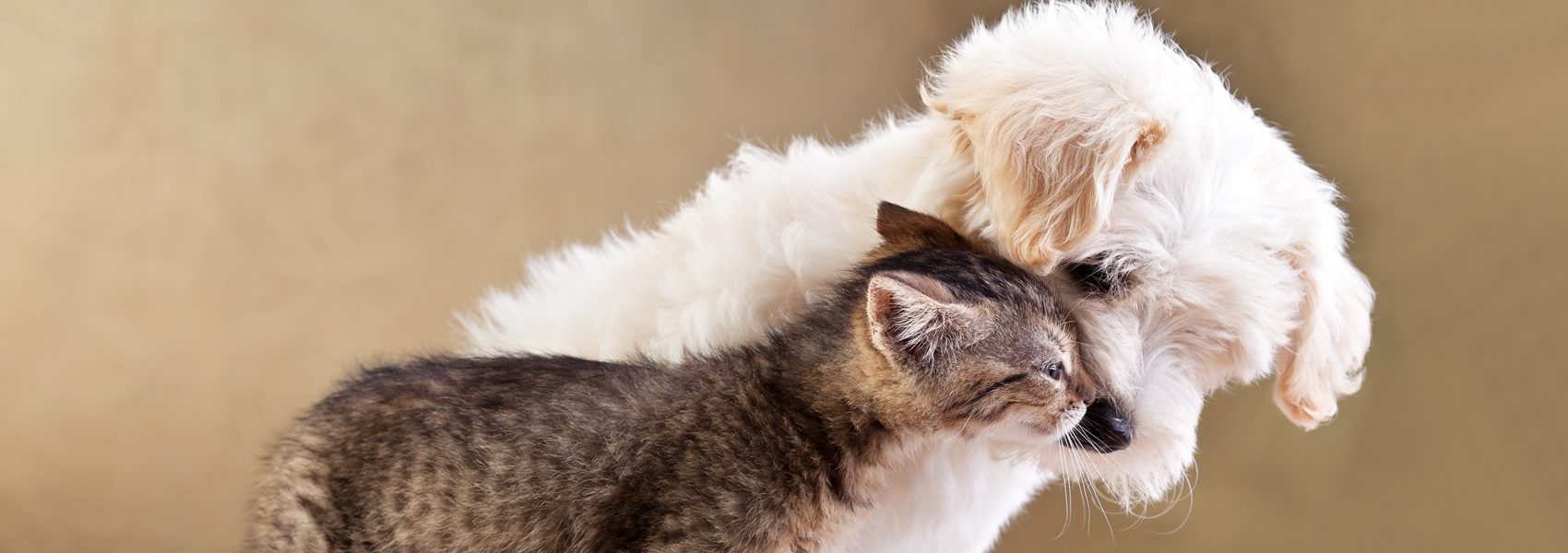 Affectionate Dog and Cat