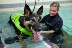 Dog in pool