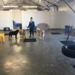 Large Dog Playroom