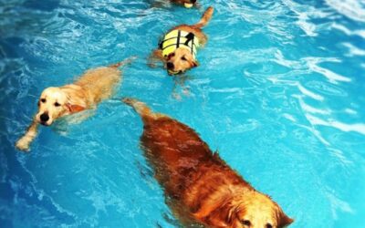 Water Safety for Pets: Tips Every Pet Parent Should Know