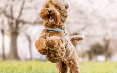 Positive Reinforcement Dog Training
