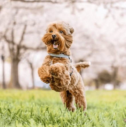 Positive Reinforcement Dog Training