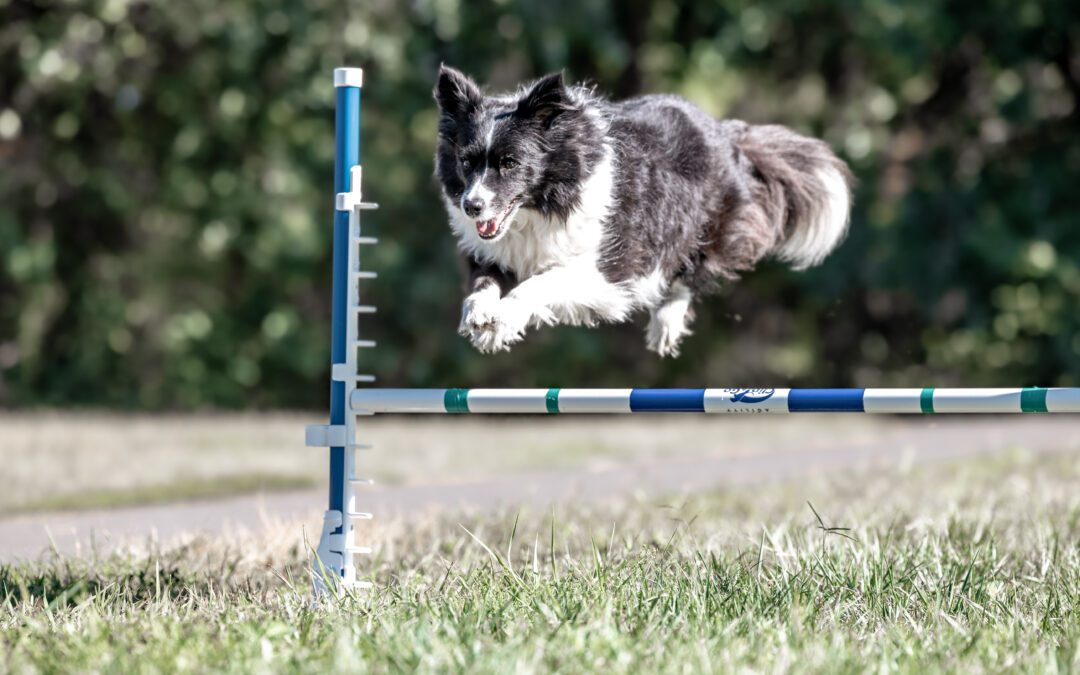 The Power of Canine Fitness