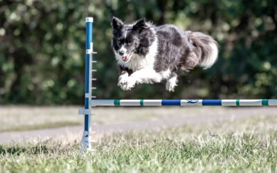 The Power of Canine Fitness