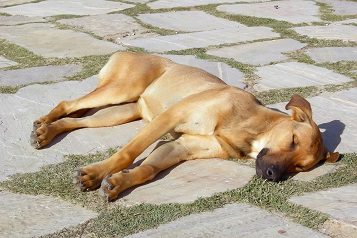 Heat Stroke in Dogs